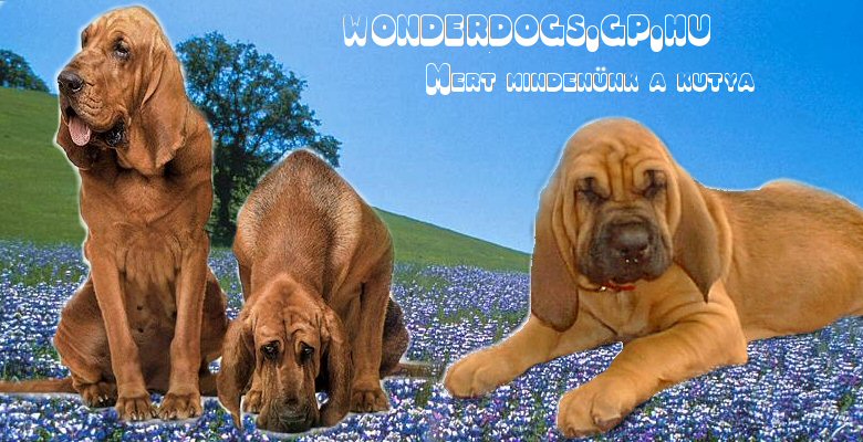 wonder-dogs -mindennk a kutya!